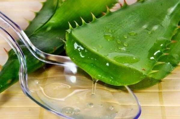 Aloe juice alang sa lig-on nga mga erection